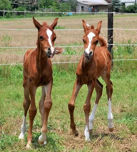 Twin Arabian Foals